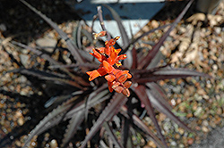 Red Devil Dyckia (Dyckia 'Red Devil') at A Very Successful Garden Center