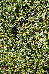 Garden Star Abelia (Abelia x grandiflora 'Garden Star') at Lakeshore Garden Centres
