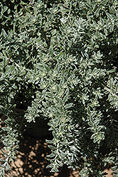 Smokey Coast Rosemary (Westringia fruticosa 'Smokey') at A Very Successful Garden Center