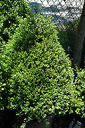 Compact Japanese Holly (Ilex crenata 'Compacta') at A Very Successful Garden Center