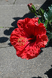 Irresistible Hibiscus (Hibiscus rosa-sinensis 'Irresistible') at A Very Successful Garden Center