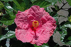 Candy Kiss Hibiscus (Hibiscus rosa-sinensis 'Candy Kiss') at A Very Successful Garden Center