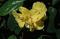 Moonglow Hibiscus (Hibiscus rosa-sinensis 'Moonglow') at A Very Successful Garden Center