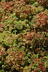 Sunset Velvet Shamrock (Oxalis vulcanicola 'Sunset Velvet') at A Very Successful Garden Center