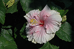 Baby Girl Hibiscus (Hibiscus rosa-sinensis 'Baby Girl') at A Very Successful Garden Center