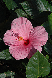 Seminole Single Pink Hibiscus (Hibiscus rosa-sinensis 'Seminole Single Pink') at A Very Successful Garden Center