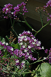 Salt Lake Sea Lavender (Limonium 'Salt Lake') at A Very Successful Garden Center
