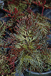 Ruby Red Spikemoss (Selaginella erythropus 'Sanguinea') at A Very Successful Garden Center