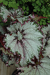 Seattle Twist Begonia (Begonia 'Seattle Twist') at A Very Successful Garden Center