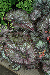 Plum Paisley Begonia (Begonia 'Plum Paisley') at A Very Successful Garden Center