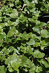 Yerba Buena (Clinopodium douglasii) at Lakeshore Garden Centres