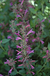 Acapulco Salmon and Pink Hyssop (Agastache mexicana 'Acapulco Salmon and Pink') at Lakeshore Garden Centres