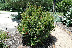 Chico Pomegranate (Punica granatum 'Chico') at A Very Successful Garden Center