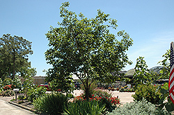 Common Persimmon (Diospyros virginiana) at A Very Successful Garden Center