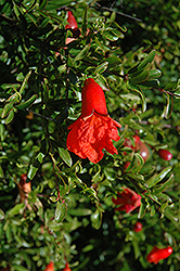 Chico Pomegranate (Punica granatum 'Chico') at Stonegate Gardens