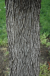 Cedar Elm (Ulmus crassifolia) at A Very Successful Garden Center