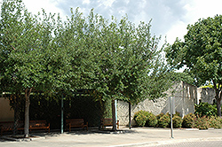 Highrise Live Oak (Quercus virginiana 'QVTIA') at A Very Successful Garden Center