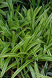 Marc Anthony Lily Turf (Liriope muscari 'Marant') at Lakeshore Garden Centres