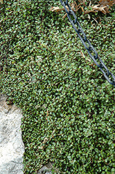 Creeping Wire Vine (Muehlenbeckia axillaris) at A Very Successful Garden Center