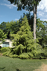 Crystal Falls Deodar Cedar (Cedrus deodara 'Crystal Falls') at A Very Successful Garden Center