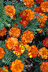 Alumia Red Marigold (Tagetes patula 'Alumia Red') at Lakeshore Garden Centres