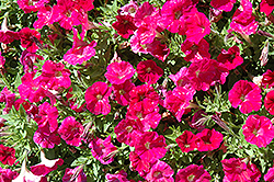 Picobella Rose Petunia (Petunia 'Picobella Rose') at A Very Successful Garden Center