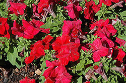 Limbo GP Red Petunia (Petunia 'Limbo GP Red') at A Very Successful Garden Center