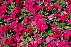 Limbo GP Rose Petunia (Petunia 'Limbo GP Rose') at A Very Successful Garden Center