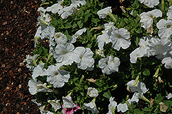 Mambo White Petunia (Petunia 'Mambo White') at A Very Successful Garden Center