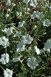 Large White Petunia (Petunia axillaris) at A Very Successful Garden Center