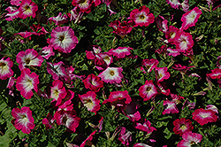 Merlin Rose Morn Petunia (Petunia 'Merlin Rose Morn') at A Very Successful Garden Center