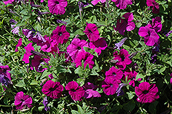 Lambada Deep Violet Petunia (Petunia 'Lambada Deep Violet') at Lakeshore Garden Centres