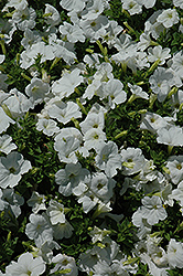 Lambada White Petunia (Petunia 'Lambada White') at A Very Successful Garden Center