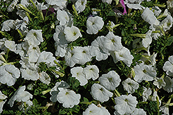 Celebrity White Petunia (Petunia 'Celebrity White') at A Very Successful Garden Center