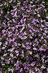 Techno Light Purple Lobelia (Lobelia erinus 'Techno Light Purple') at The Mustard Seed