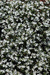 Magadi Compact White Lobelia (Lobelia erinus 'Magadi Compact White') at Lakeshore Garden Centres