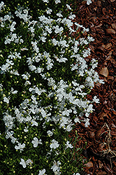 White Palace Lobelia (Lobelia erinus 'White Palace') at A Very Successful Garden Center