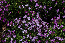 Lilac Palace Lobelia (Lobelia erinus 'Lilac Palace') at Lakeshore Garden Centres