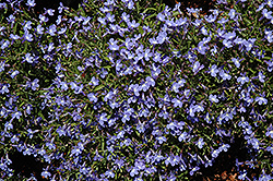 Sunbelia Compact Sky Blue Lobelia (Lobelia erinus 'Sunbelia Compact Sky Blue') at A Very Successful Garden Center