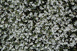 Sunbelia Compact White Lobelia (Lobelia erinus 'Sunbelia Compact White') at Lakeshore Garden Centres