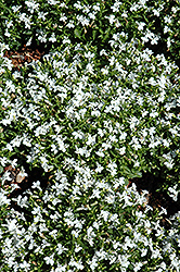 Lobella Ocean White Lobelia (Lobelia erinus 'Lobella Ocean White') at A Very Successful Garden Center