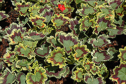Tricolor Geranium (Pelargonium 'Tricolor') at A Very Successful Garden Center