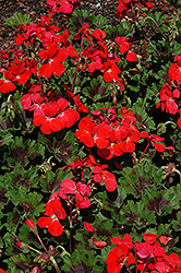 Pillar Scarlet Geranium (Pelargonium 'Pillar Scarlet') at A Very Successful Garden Center