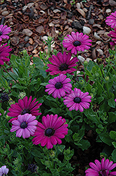Crescendo Compact Purple African Daisy (Osteospermum 'Crescendo Compact Purple') at Lakeshore Garden Centres