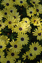 Crescendo Yellow African Daisy (Osteospermum 'Crescendo Yellow') at A Very Successful Garden Center