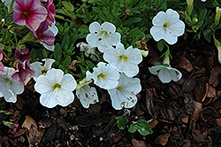 MiniFamous White Calibrachoa (Calibrachoa 'MiniFamous White') at Lakeshore Garden Centres
