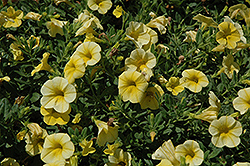 Million Bells Bouquet Yellow Calibrachoa (Calibrachoa 'Million Bells Bouquet Yellow') at Lakeshore Garden Centres