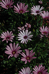 Crescendo Light Purple African Daisy (Osteospermum 'Crescendo Light Purple') at Lakeshore Garden Centres