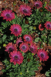Fortunette Red Flare African Daisy (Osteospermum 'Fortunette Red Flare') at Lakeshore Garden Centres