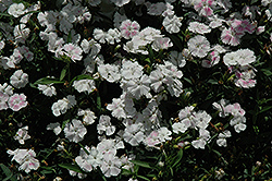 Telstar White Pinks (Dianthus 'Telstar White') at A Very Successful Garden Center